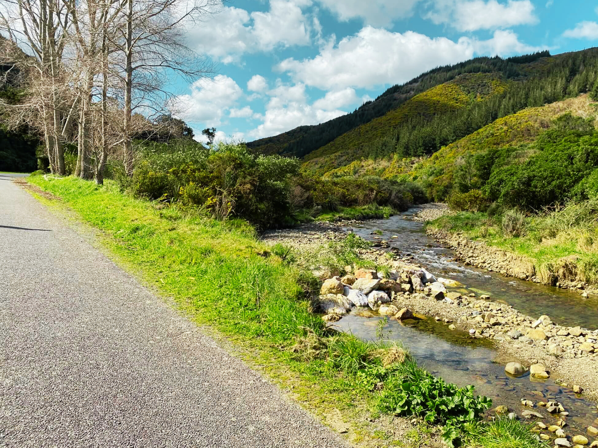 Pally New Zealand In Summer